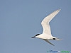 Uccelli charadriiformi 39 - Beccapesci.jpg